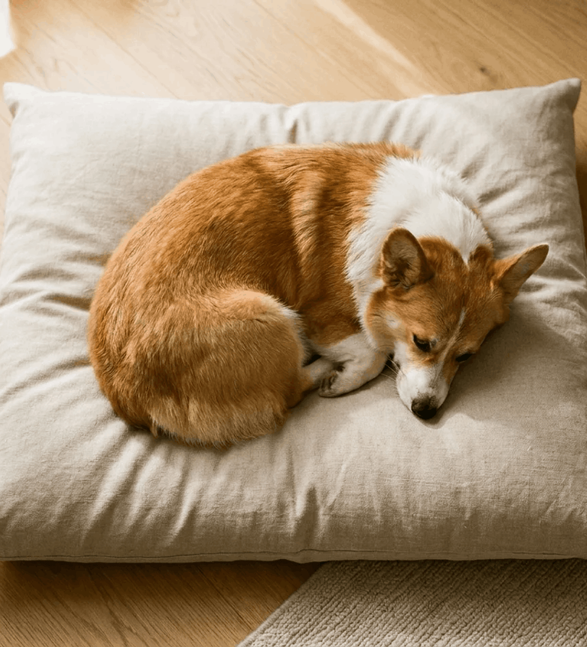 Your Dog Breathes What Their Bed is Made of