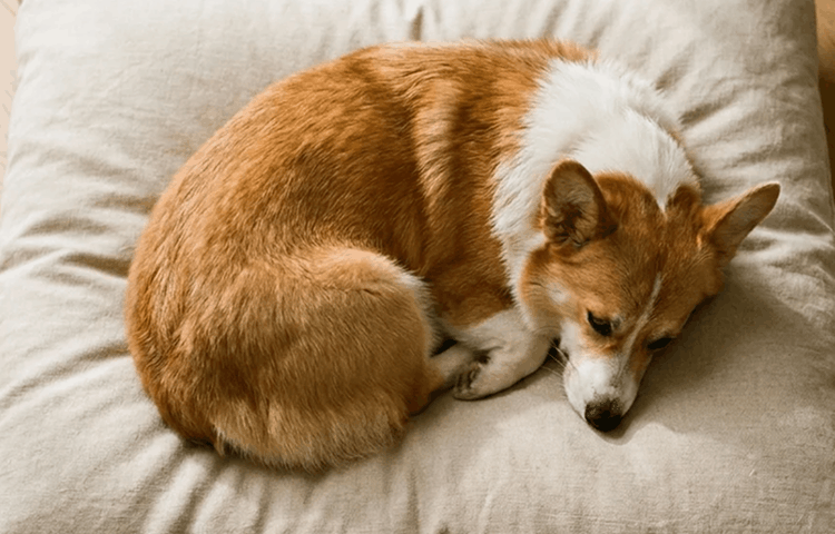 Your Dog Breathes What Their Bed is Made of