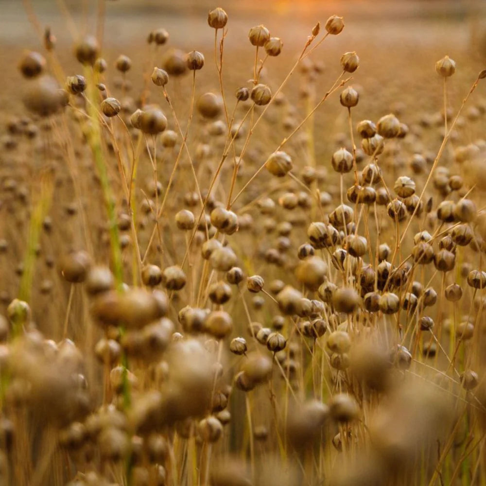 Natural Linen (Flax)