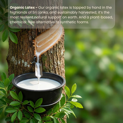 The Organic Snooze Kloud Pillow - packaging view